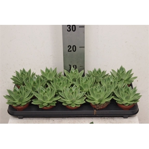 Echeveria 'Miranda'