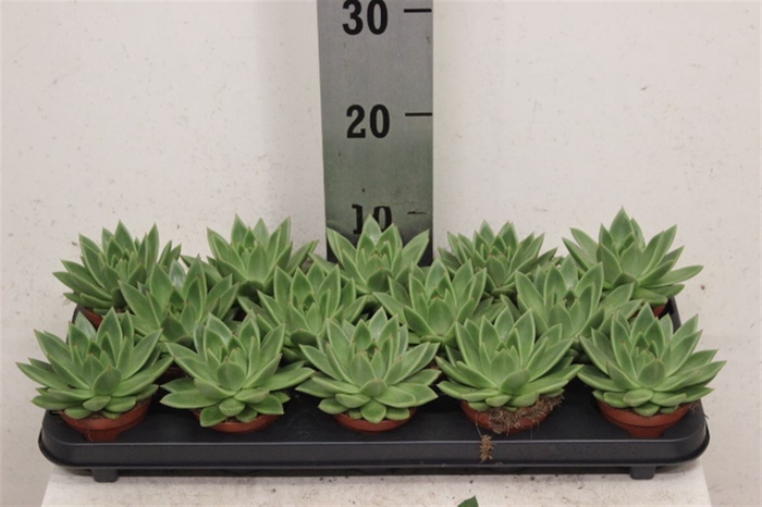 <h4>Echeveria 'Miranda'</h4>