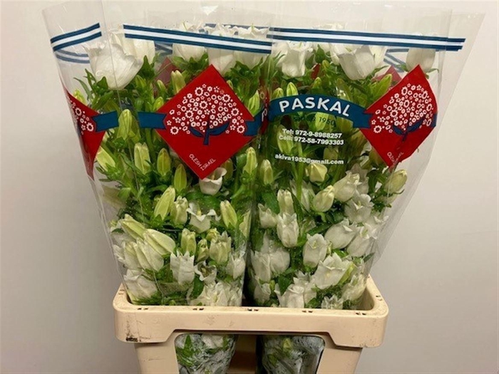 <h4>Camp M Champion White</h4>