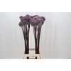 Allium Summer Drummer