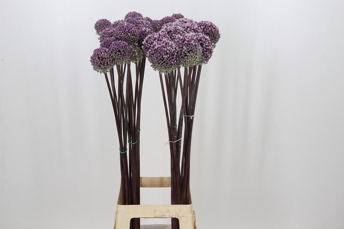<h4>Allium Summer Drummer</h4>