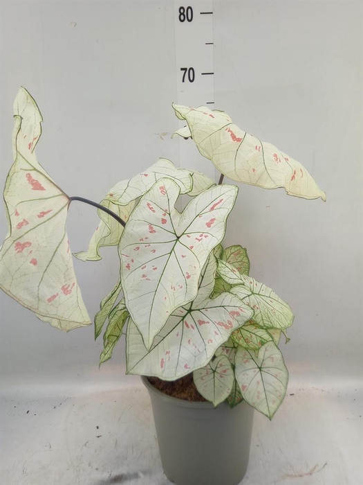 <h4>Caladium   ...</h4>