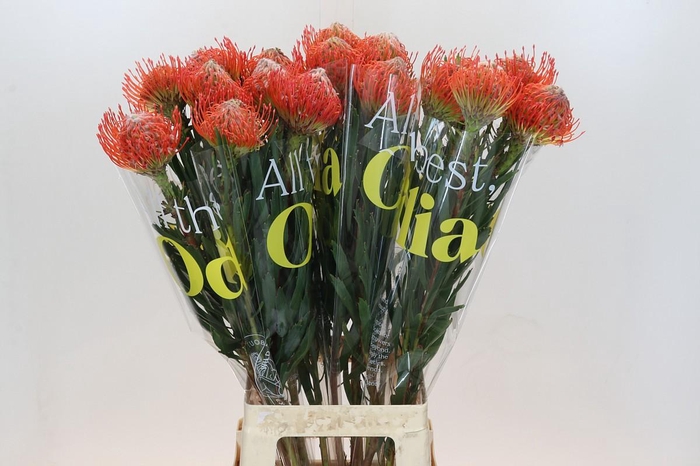 <h4>Nutans Tango</h4>