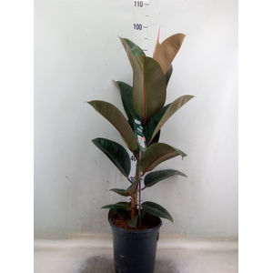 Ficus elastica 'Robusta'