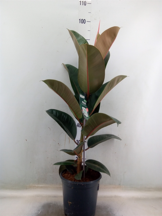 <h4>Ficus elastica 'Robusta'</h4>