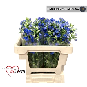 DELPH EN M GRAN BLUE