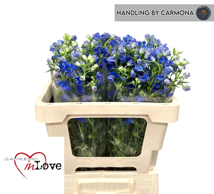 <h4>DELPH EN M GRAN BLUE</h4>