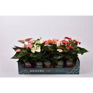 Anthurium 9 cm gemengd in kartonnen showdoos