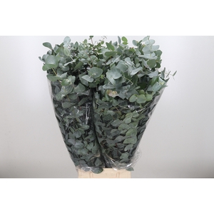 Euca Cinerea Per Bunch 300 Gram Za