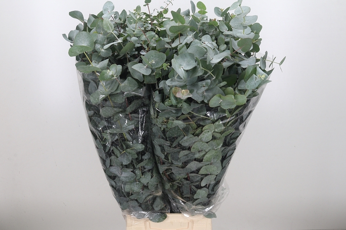 <h4>Euca Cinerea Per Bunch 300 Gram Za</h4>