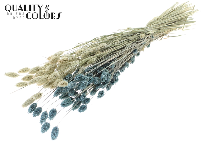 <h4>Phalaris per bunch Two Tone Frosted Light Blue</h4>