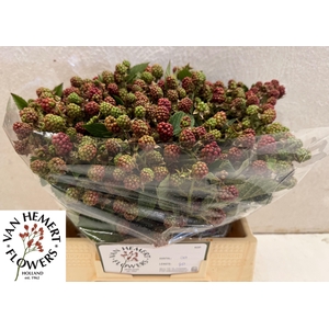 RUBUS FR CHESTER