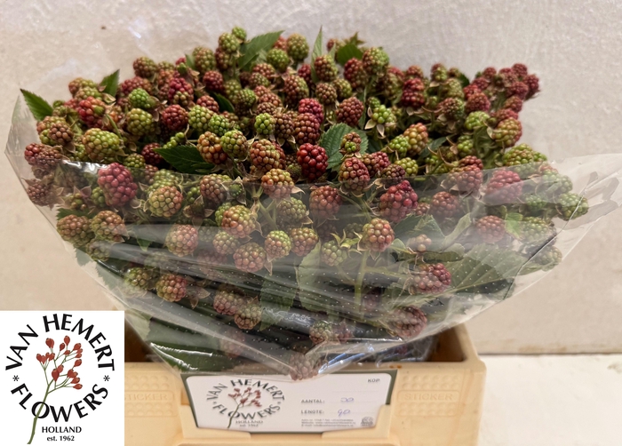 <h4>RUBUS FR CHESTER</h4>