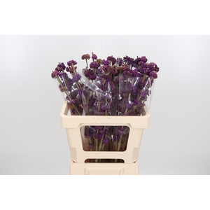 Callicarpa Gira