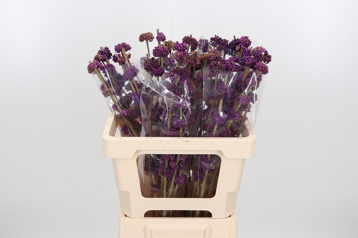 <h4>Callicarpa Gira</h4>