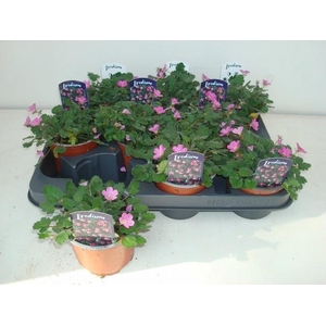 EROD X VA BISHOPS FO