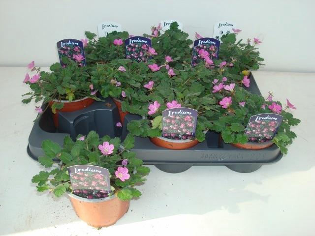 <h4>EROD X VA BISHOPS FO</h4>