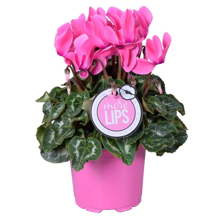 <h4>MoreLIPS® Cyclamen roze</h4>