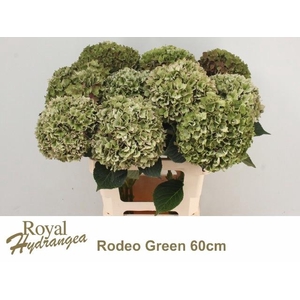 HYDR M CH RODEO CL