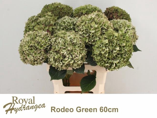 <h4>HYDR M CH RODEO CL</h4>