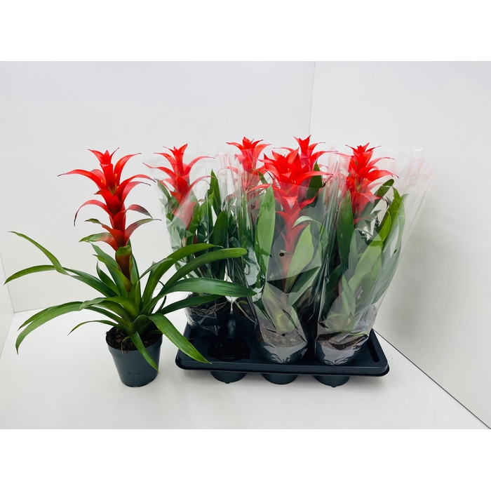 <h4>GUZM ALLURA</h4>