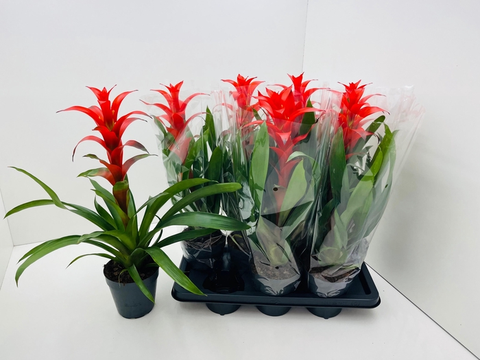 <h4>GUZM ALLURA</h4>