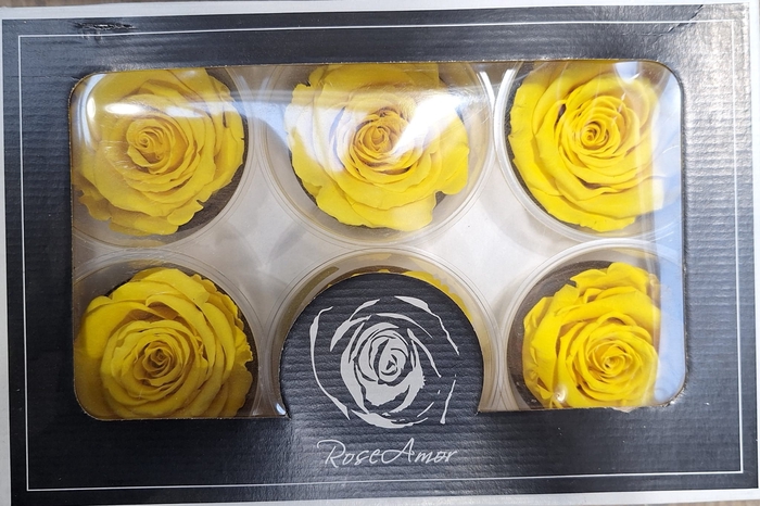 <h4>Preserved Rosa LL Yel 02</h4>