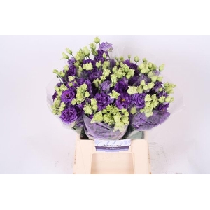 LIS G ALISSA BLUE LISIANTHUS 45CM A