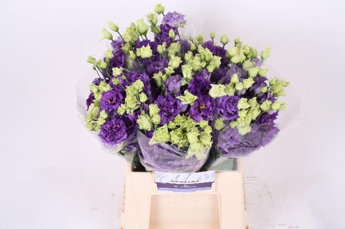 <h4>LIS G ALISSA BLUE LISIANTHUS 45CM A</h4>