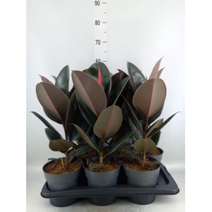 Ficus elastica 'Abidjan'