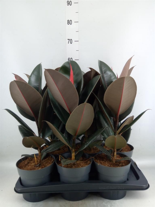 <h4>Ficus elastica 'Abidjan'</h4>