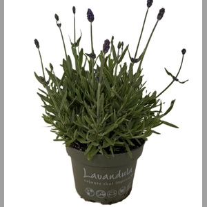 LAVANDULA 