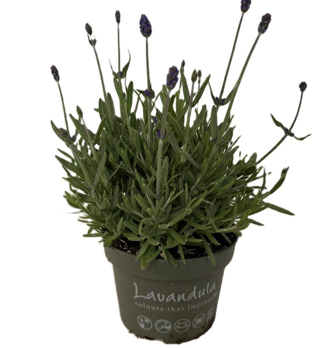 <h4>LAVANDULA "CLEO-PATIO"</h4>