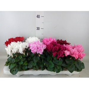 Cyclamen KL 'Mini Winter'