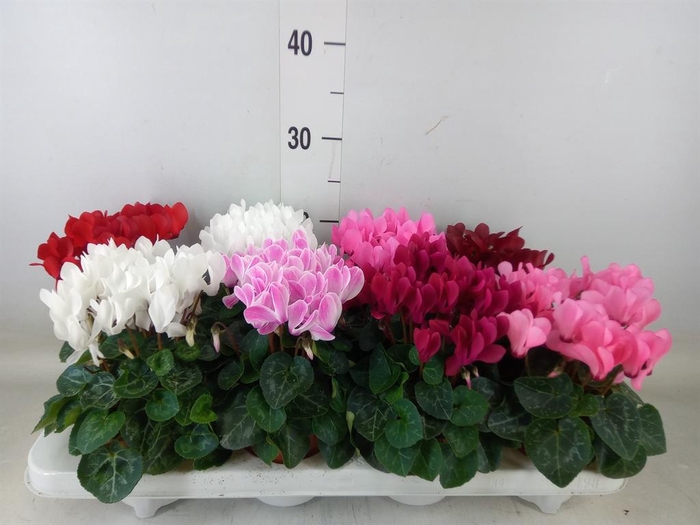 <h4>Cyclamen KL 'Mini Winter'</h4>