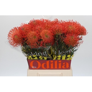Leuco Succession Odillia