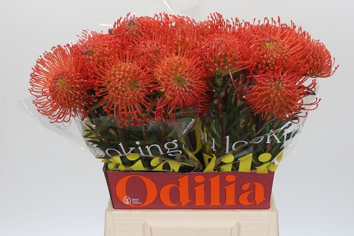 <h4>Leuco Succession Odillia</h4>