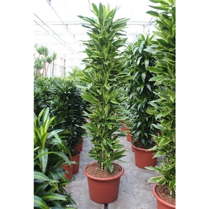 Dracaena Golden Coast