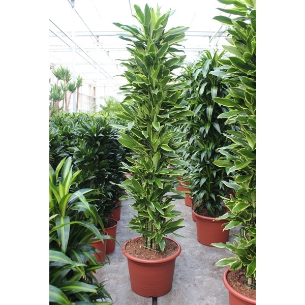 <h4>Dracaena Golden Coast</h4>