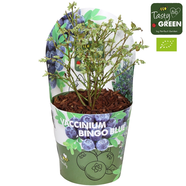 <h4>Vaccinium cor. 'Bingo Blue' Bio P14 potcover</h4>