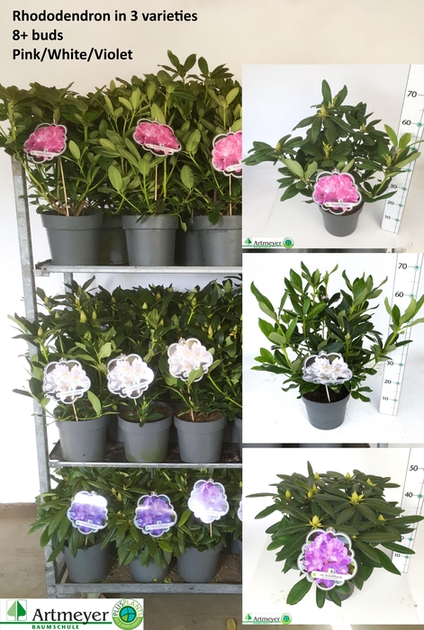 <h4>RHOD CAT OV</h4>