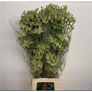 Anigoz Green Extra