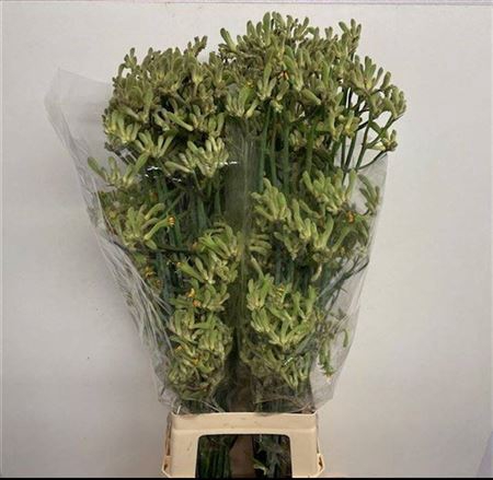 <h4>Anigoz Green Extra</h4>