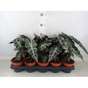 Alocasia amazonica 'Polly'