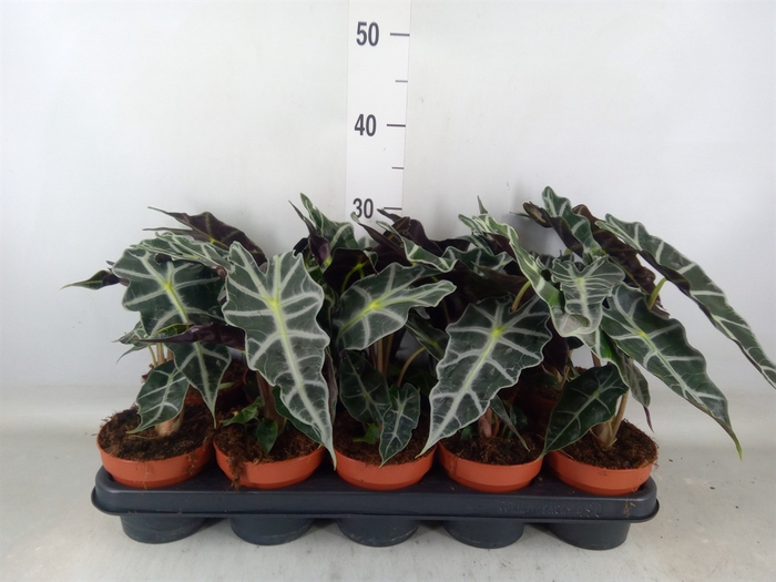 <h4>Alocasia amazonica 'Polly'</h4>