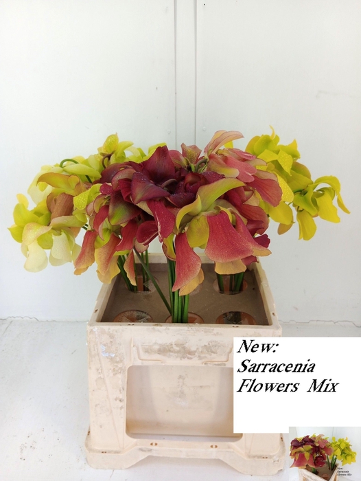 <h4>SARRACENIA OV</h4>