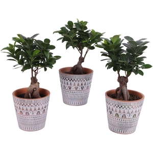 Ficus m. Ginseng Ball Shape Ø12cm in Ø14cm Ceramic Pot Inca