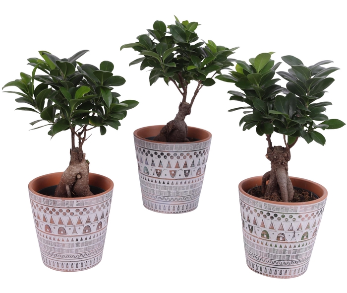 <h4>Ficus m. Ginseng Ball Shape Ø12cm in Ø14cm Ceramic Pot Inca</h4>
