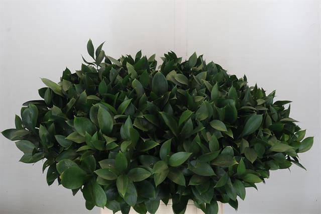 <h4>RUSCUS HYPOPHYLLUM</h4>