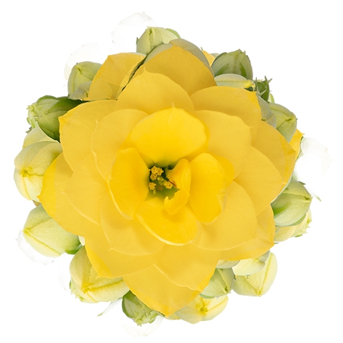 <h4>KALANCHOE 'CALANDIVA' 'MINI' P6 YELLOW</h4>